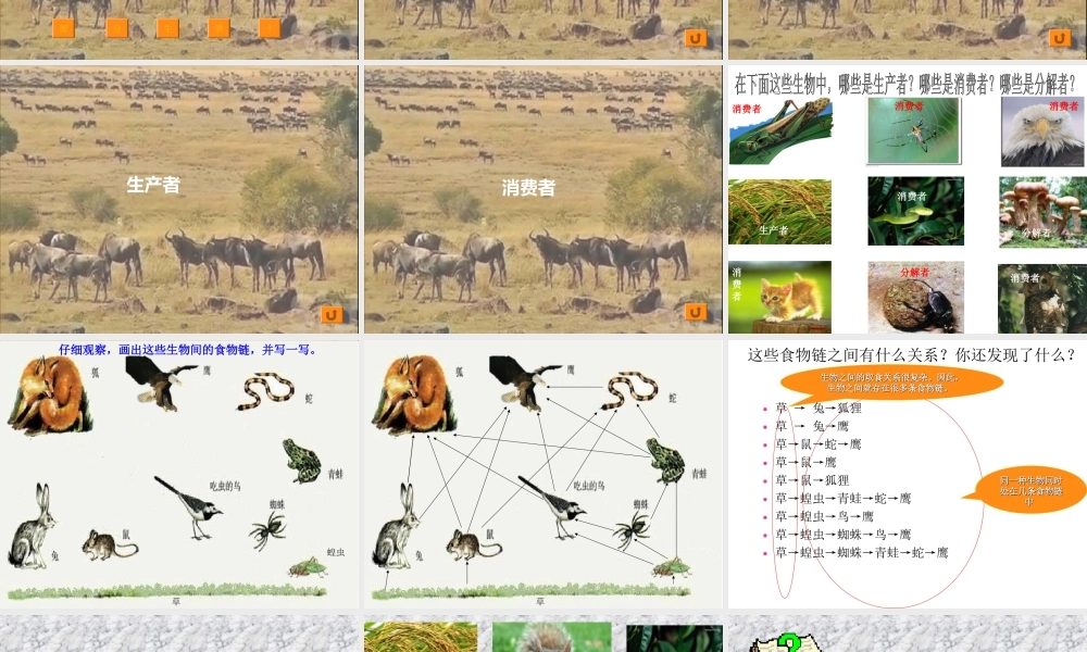 苏教小学科学六下《4.3.有趣的食物链》PPT课件 (17)【加微信公众号 jiaoxuewuyou 九折优惠qq 1119139686】.ppt