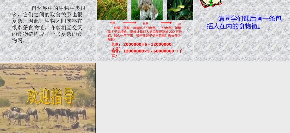 苏教小学科学六下《4.3.有趣的食物链》PPT课件 (17)【加微信公众号 jiaoxuewuyou 九折优惠qq 1119139686】.ppt