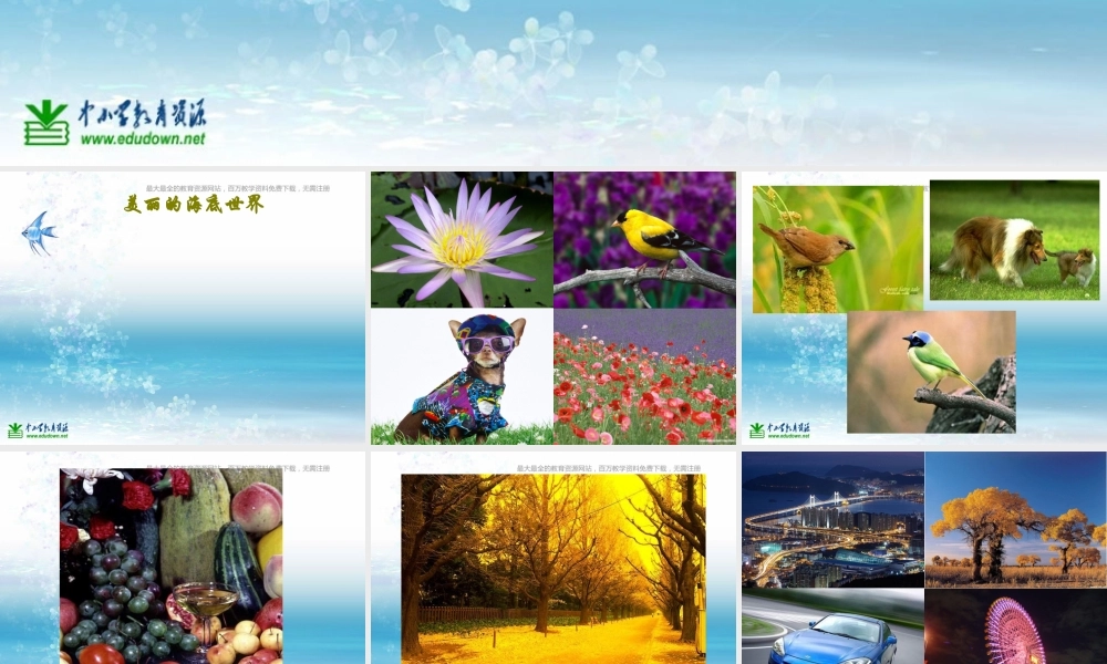 苏教小学科学三上《03寻找有生命的物体》PPT课件(10)【加微信公众号 jiaoxuewuyou 九折优惠qq 1119139686】.ppt