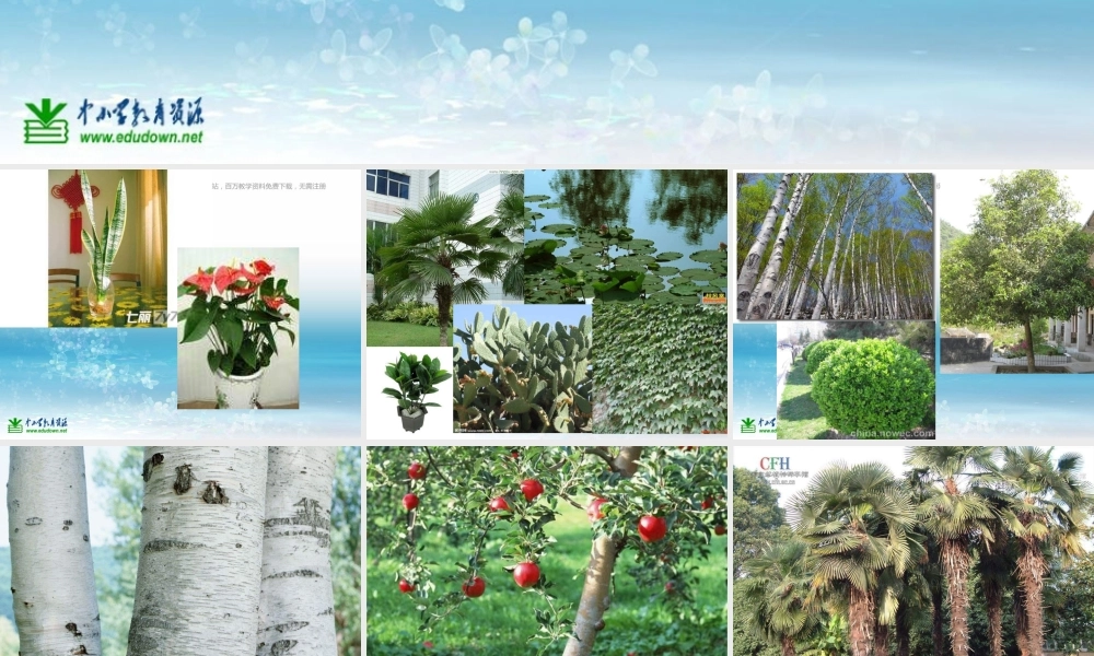 苏教小学科学三上《02做一位小科学家》PPT课件(7)【加微信公众号 jiaoxuewuyou 九折优惠qq 1119139686】.ppt