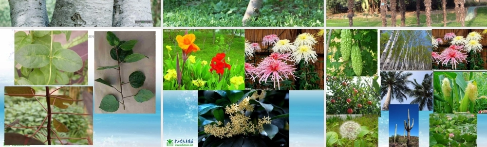 苏教小学科学三上《02做一位小科学家》PPT课件(7)【加微信公众号 jiaoxuewuyou 九折优惠qq 1119139686】.ppt