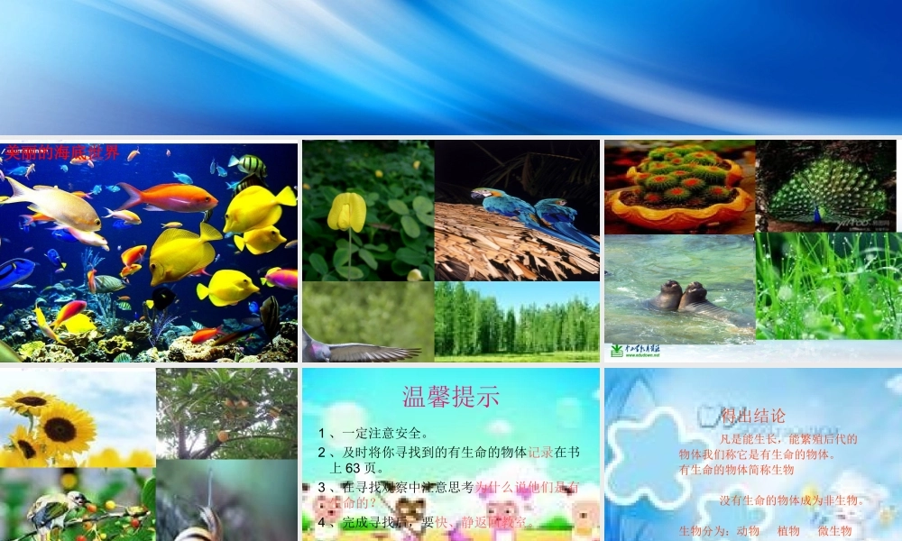 苏教小学科学三上《03寻找有生命的物体》PPT课件(3)【加微信公众号 jiaoxuewuyou 九折优惠qq 1119139686】.ppt