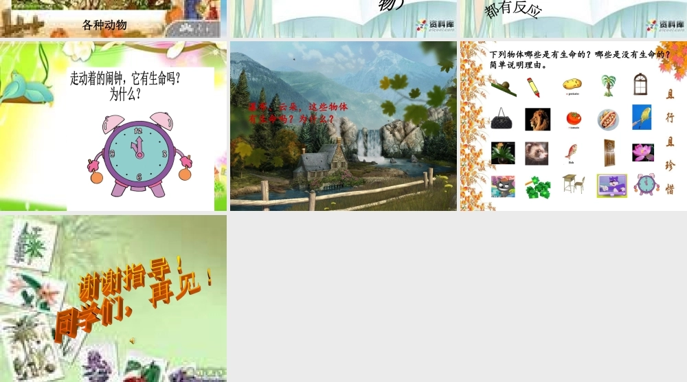 苏教小学科学三上《03寻找有生命的物体》PPT课件(13)【加微信公众号 jiaoxuewuyou 九折优惠qq 1119139686】.ppt