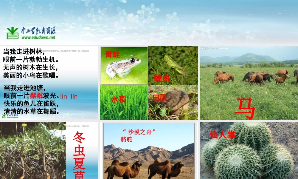 苏教小学科学三上《03寻找有生命的物体》PPT课件(17)【加微信公众号 jiaoxuewuyou 九折优惠qq 1119139686】.ppt