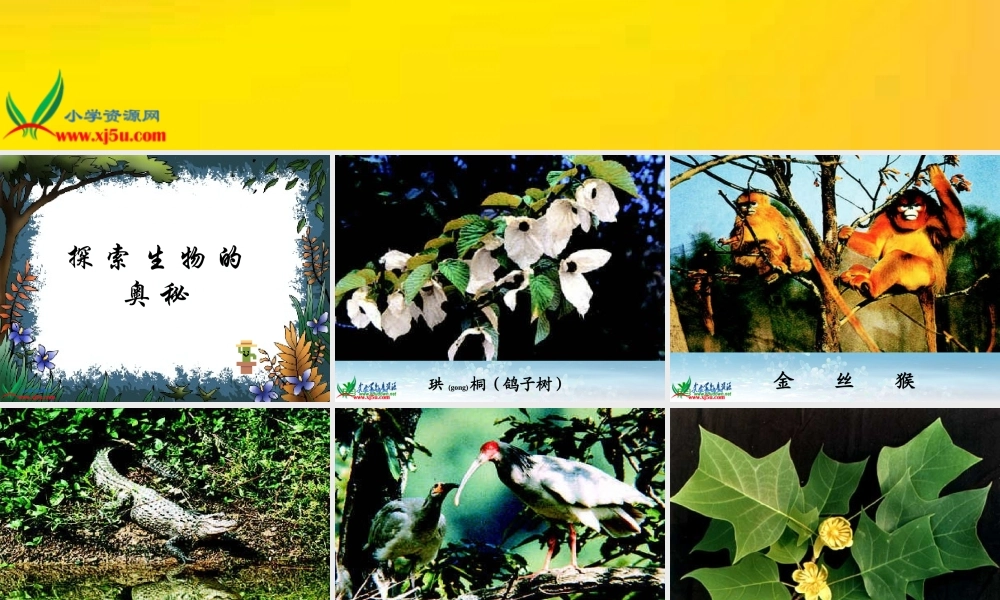 苏教小学科学三上《03寻找有生命的物体》PPT课件(12)【加微信公众号 jiaoxuewuyou 九折优惠qq 1119139686】.ppt