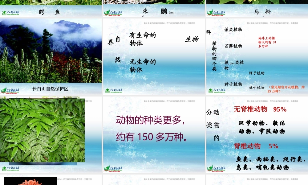 苏教小学科学三上《03寻找有生命的物体》PPT课件(12)【加微信公众号 jiaoxuewuyou 九折优惠qq 1119139686】.ppt