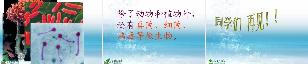 苏教小学科学三上《03寻找有生命的物体》PPT课件(12)【加微信公众号 jiaoxuewuyou 九折优惠qq 1119139686】.ppt