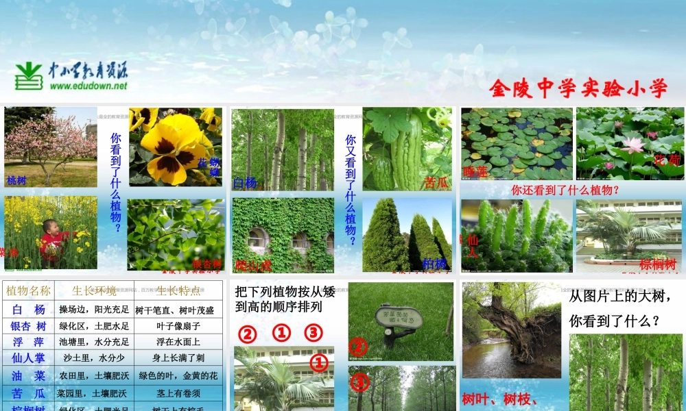 苏教小学科学三上《04校园里的植物》PPT课件(1)【加微信公众号 jiaoxuewuyou 九折优惠qq 1119139686】.ppt