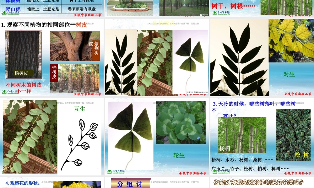 苏教小学科学三上《04校园里的植物》PPT课件(1)【加微信公众号 jiaoxuewuyou 九折优惠qq 1119139686】.ppt