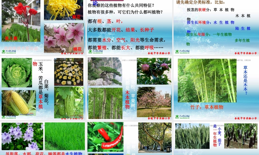 苏教小学科学三上《04校园里的植物》PPT课件(1)【加微信公众号 jiaoxuewuyou 九折优惠qq 1119139686】.ppt