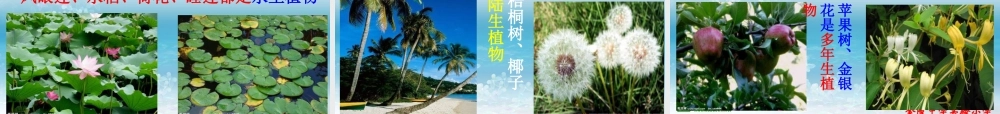 苏教小学科学三上《04校园里的植物》PPT课件(1)【加微信公众号 jiaoxuewuyou 九折优惠qq 1119139686】.ppt