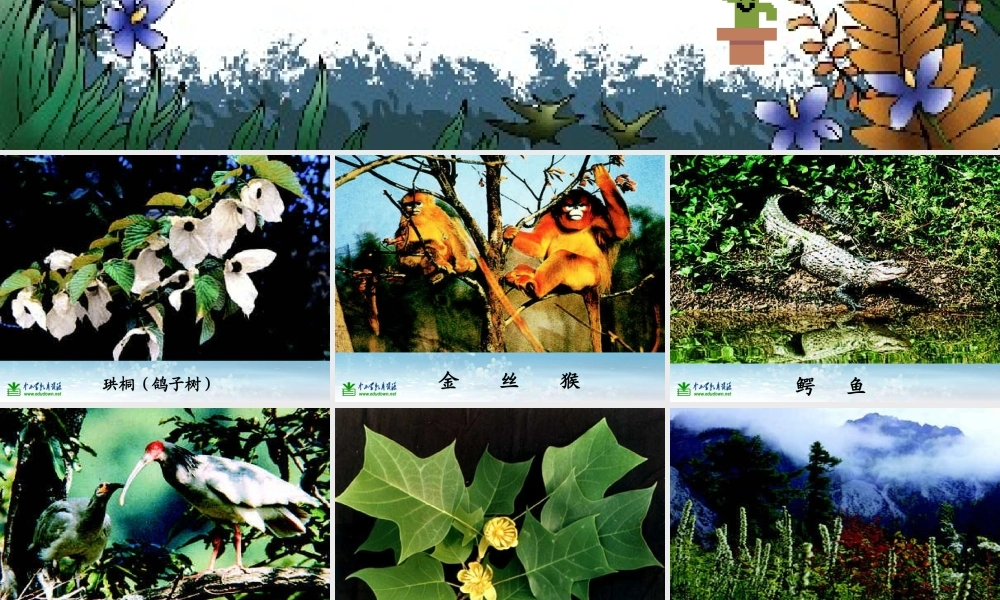 苏教小学科学三上《03寻找有生命的物体》PPT课件(8)【加微信公众号 jiaoxuewuyou 九折优惠qq 1119139686】.ppt