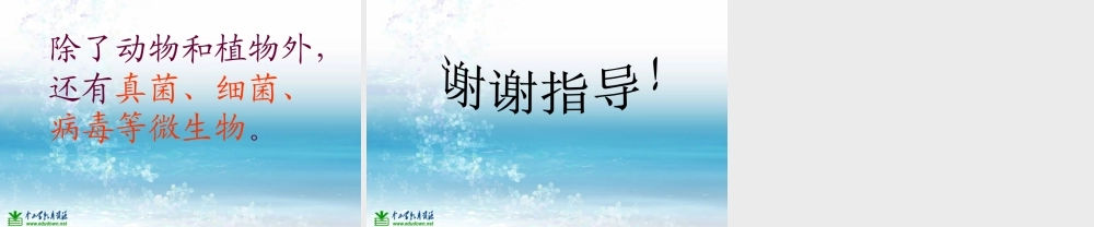 苏教小学科学三上《03寻找有生命的物体》PPT课件(8)【加微信公众号 jiaoxuewuyou 九折优惠qq 1119139686】.ppt