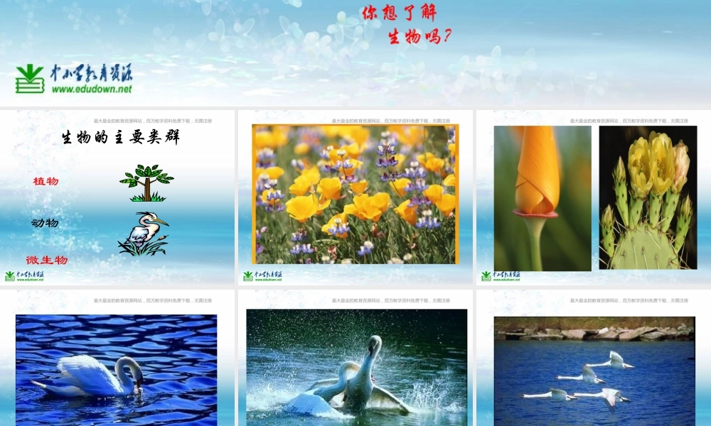 苏教小学科学三上《03寻找有生命的物体》PPT课件(11)【加微信公众号 jiaoxuewuyou 九折优惠qq 1119139686】.ppt