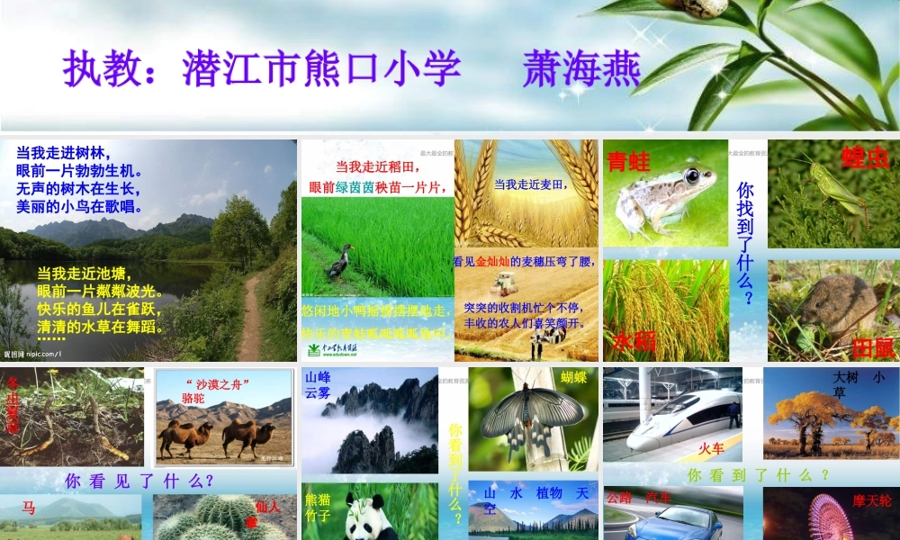 苏教小学科学三上《03寻找有生命的物体》PPT课件(14)【加微信公众号 jiaoxuewuyou 九折优惠qq 1119139686】.ppt