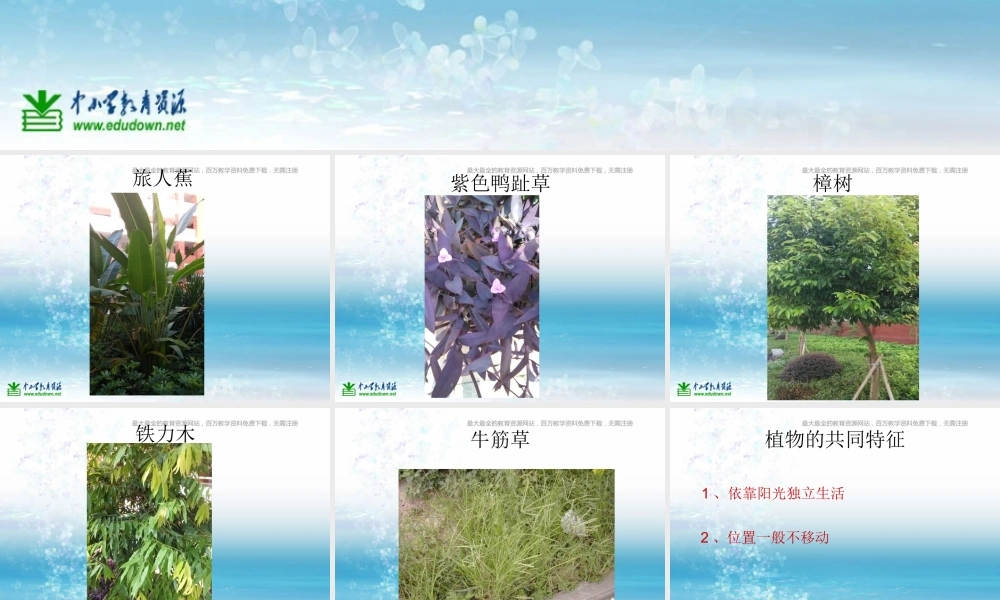 苏教小学科学三上《04校园里的植物》PPT课件(9)【加微信公众号 jiaoxuewuyou 九折优惠qq 1119139686】.ppt