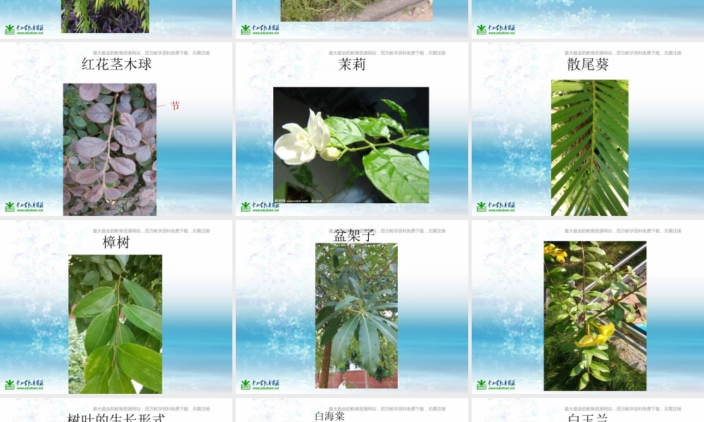 苏教小学科学三上《04校园里的植物》PPT课件(9)【加微信公众号 jiaoxuewuyou 九折优惠qq 1119139686】.ppt