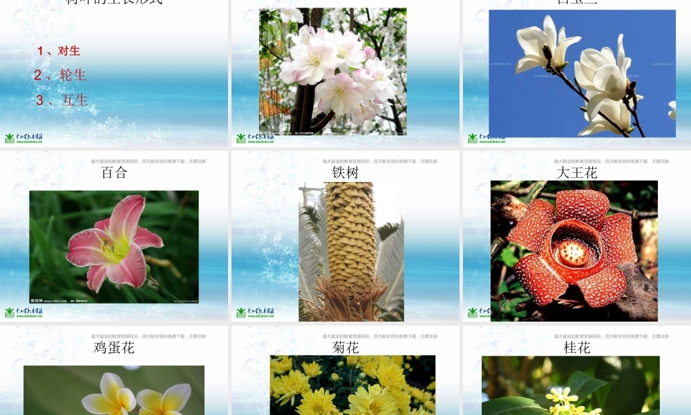 苏教小学科学三上《04校园里的植物》PPT课件(9)【加微信公众号 jiaoxuewuyou 九折优惠qq 1119139686】.ppt