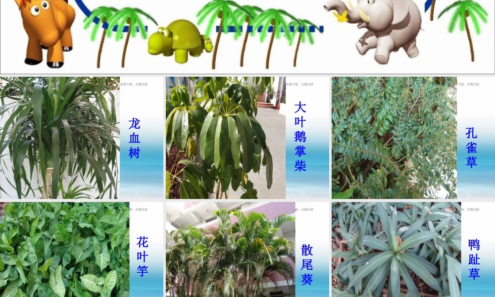 苏教小学科学三上《04校园里的植物》PPT课件(19)【加微信公众号 jiaoxuewuyou 九折优惠qq 1119139686】.ppt