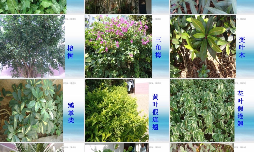 苏教小学科学三上《04校园里的植物》PPT课件(19)【加微信公众号 jiaoxuewuyou 九折优惠qq 1119139686】.ppt