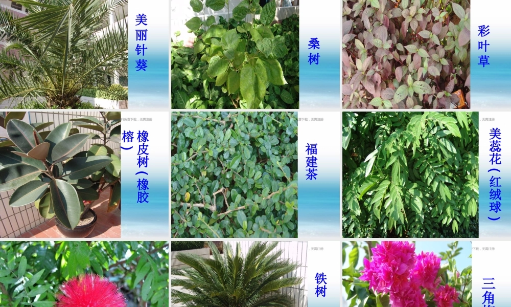 苏教小学科学三上《04校园里的植物》PPT课件(19)【加微信公众号 jiaoxuewuyou 九折优惠qq 1119139686】.ppt