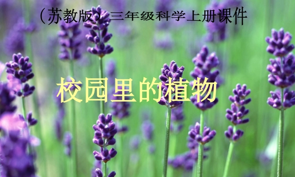 苏教小学科学三上《04校园里的植物》PPT课件(6)【加微信公众号 jiaoxuewuyou 九折优惠qq 1119139686】.ppt