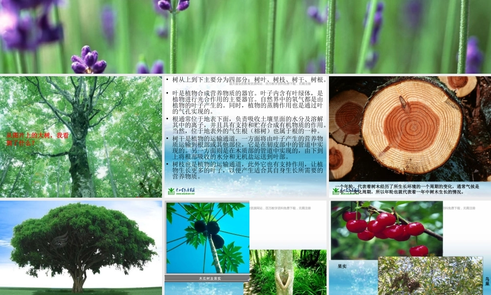 苏教小学科学三上《04校园里的植物》PPT课件(6)【加微信公众号 jiaoxuewuyou 九折优惠qq 1119139686】.ppt