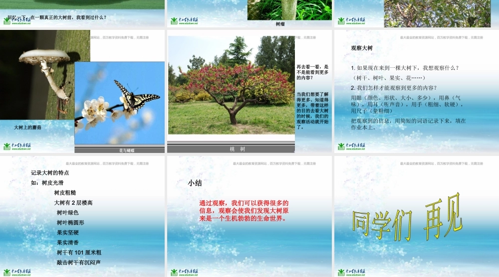 苏教小学科学三上《04校园里的植物》PPT课件(6)【加微信公众号 jiaoxuewuyou 九折优惠qq 1119139686】.ppt