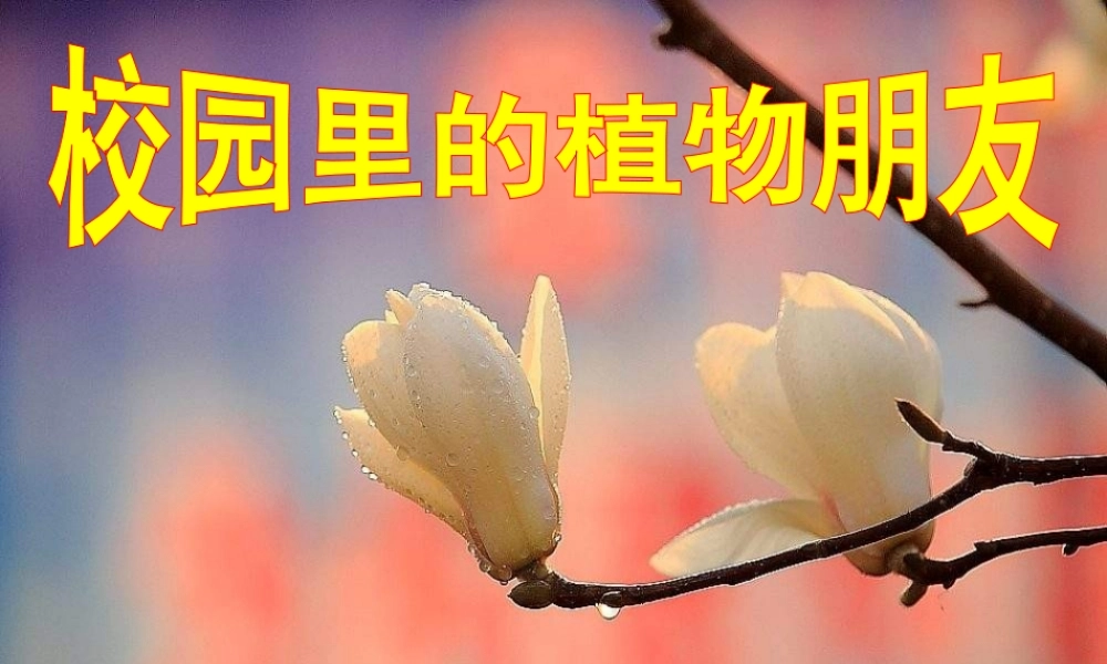 苏教小学科学三上《04校园里的植物》PPT课件(2)【加微信公众号 jiaoxuewuyou 九折优惠qq 1119139686】.ppt