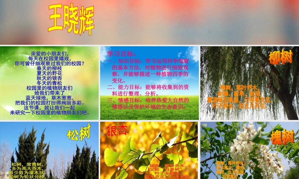苏教小学科学三上《04校园里的植物》PPT课件(2)【加微信公众号 jiaoxuewuyou 九折优惠qq 1119139686】.ppt
