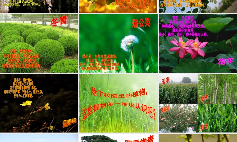 苏教小学科学三上《04校园里的植物》PPT课件(2)【加微信公众号 jiaoxuewuyou 九折优惠qq 1119139686】.ppt