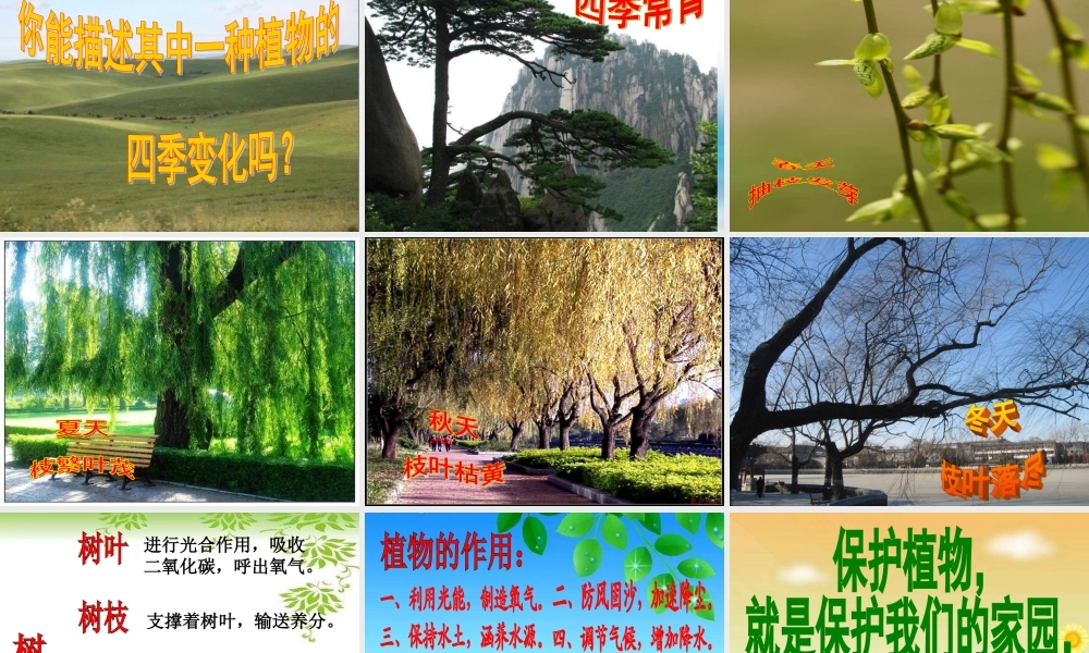 苏教小学科学三上《04校园里的植物》PPT课件(2)【加微信公众号 jiaoxuewuyou 九折优惠qq 1119139686】.ppt