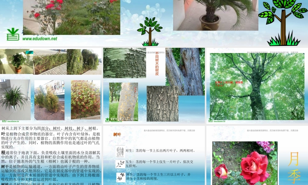 苏教小学科学三上《04校园里的植物》PPT课件(5)【加微信公众号 jiaoxuewuyou 九折优惠qq 1119139686】.ppt