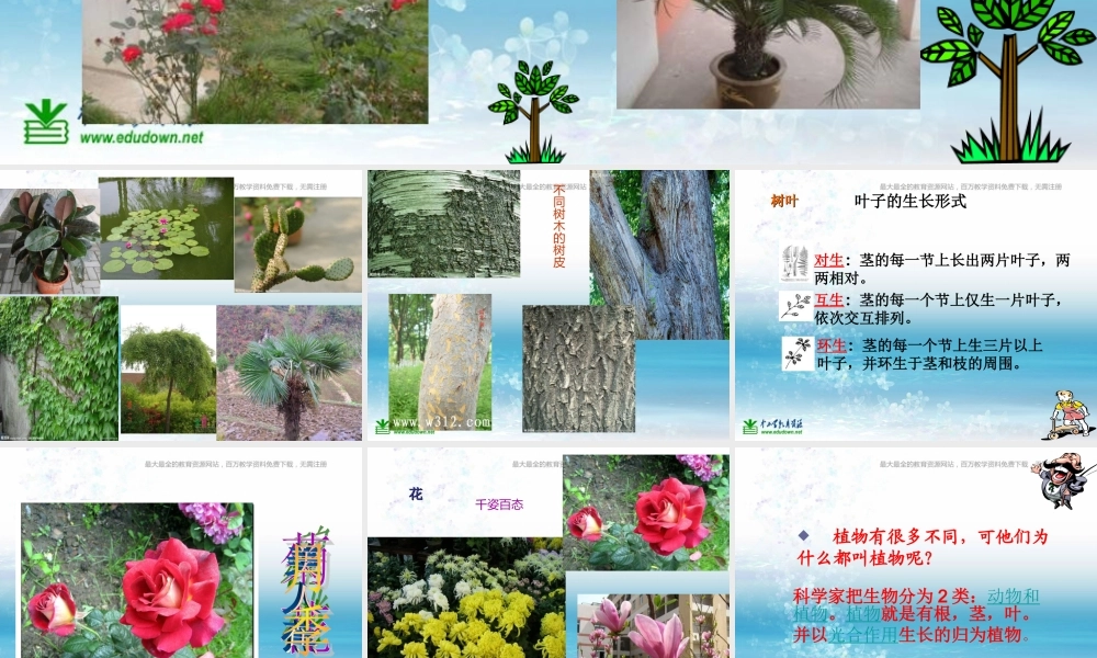 苏教小学科学三上《04校园里的植物》PPT课件(16)【加微信公众号 jiaoxuewuyou 九折优惠qq 1119139686】.ppt