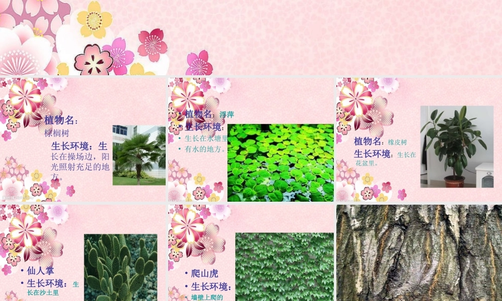 苏教小学科学三上《04校园里的植物》PPT课件(12)【加微信公众号 jiaoxuewuyou 九折优惠qq 1119139686】.ppt