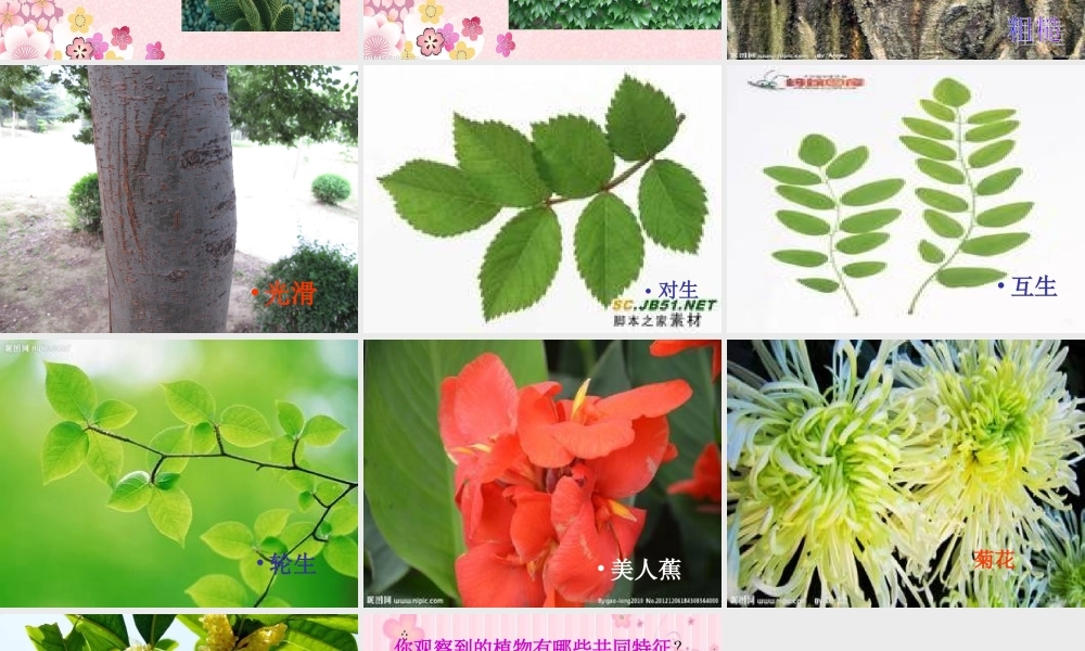 苏教小学科学三上《04校园里的植物》PPT课件(12)【加微信公众号 jiaoxuewuyou 九折优惠qq 1119139686】.ppt