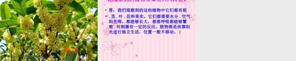 苏教小学科学三上《04校园里的植物》PPT课件(12)【加微信公众号 jiaoxuewuyou 九折优惠qq 1119139686】.ppt