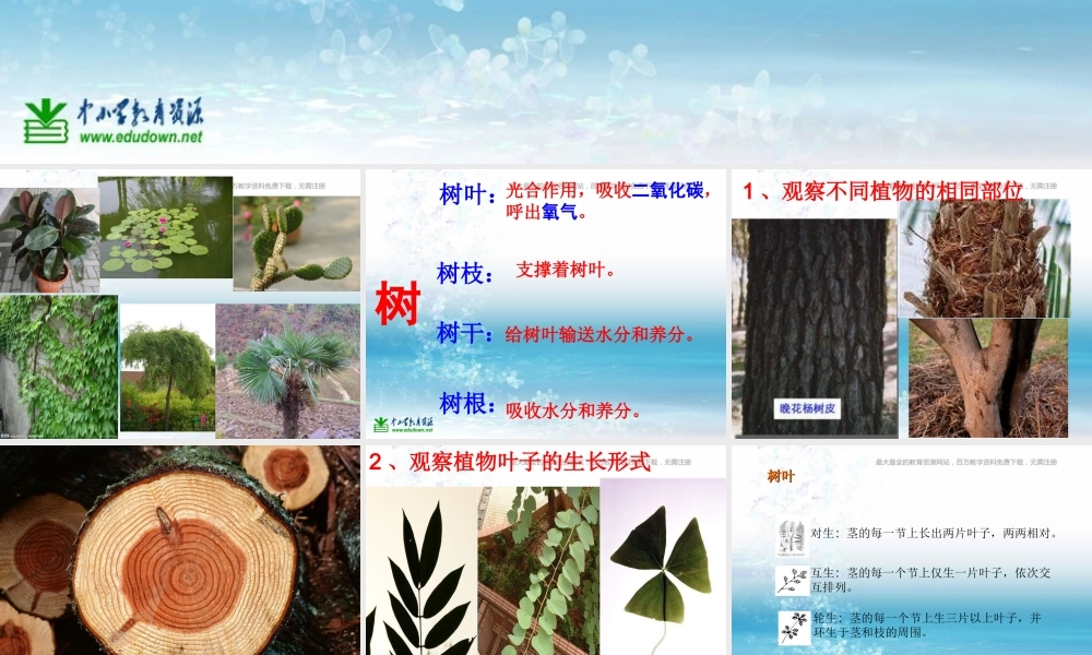 苏教小学科学三上《04校园里的植物》PPT课件(15)【加微信公众号 jiaoxuewuyou 九折优惠qq 1119139686】.ppt