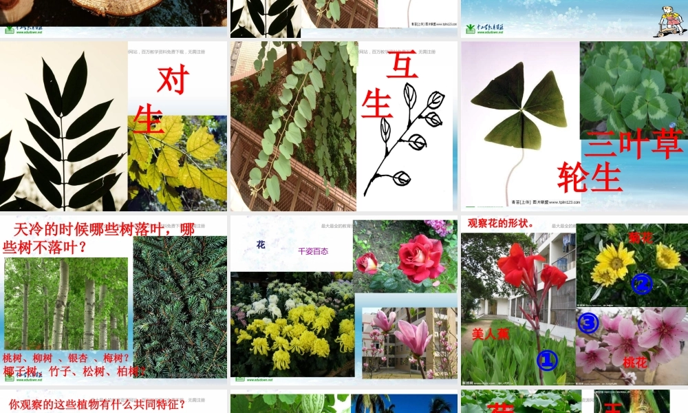 苏教小学科学三上《04校园里的植物》PPT课件(15)【加微信公众号 jiaoxuewuyou 九折优惠qq 1119139686】.ppt