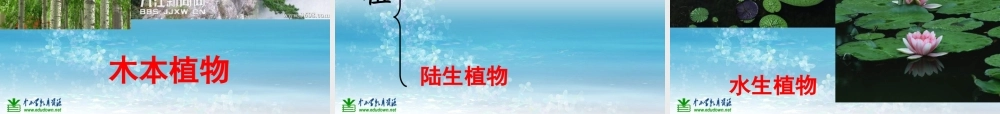 苏教小学科学三上《04校园里的植物》PPT课件(15)【加微信公众号 jiaoxuewuyou 九折优惠qq 1119139686】.ppt