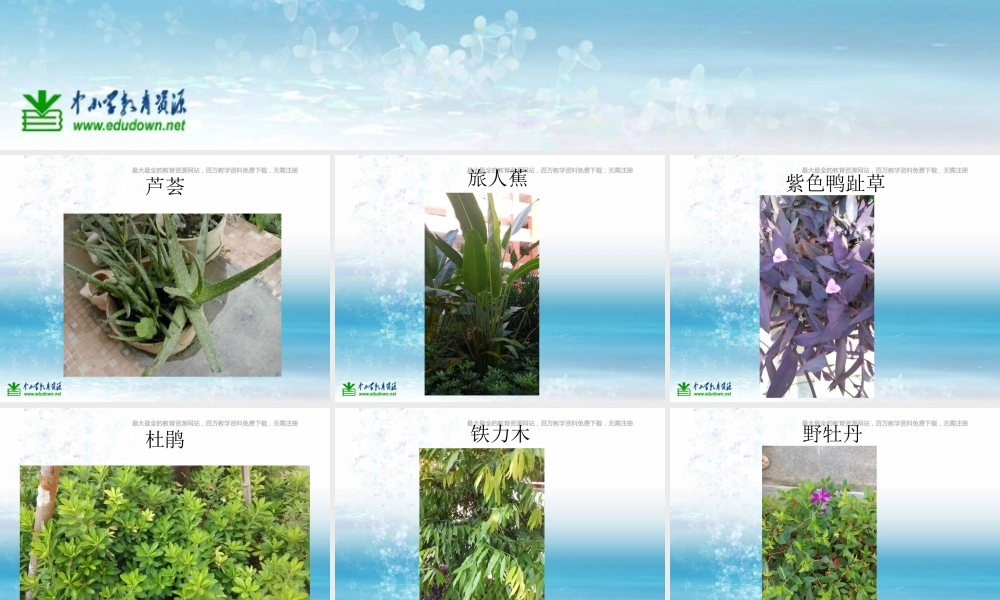 苏教小学科学三上《04校园里的植物》PPT课件(11)【加微信公众号 jiaoxuewuyou 九折优惠qq 1119139686】.ppt