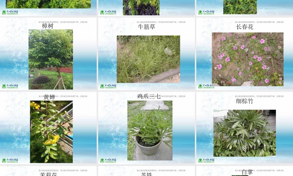 苏教小学科学三上《04校园里的植物》PPT课件(11)【加微信公众号 jiaoxuewuyou 九折优惠qq 1119139686】.ppt