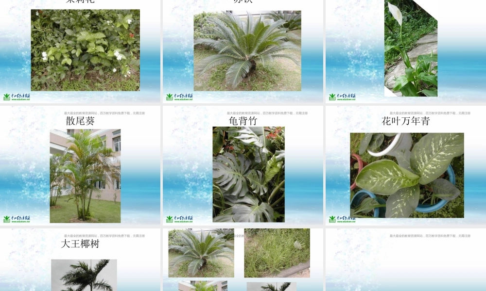 苏教小学科学三上《04校园里的植物》PPT课件(11)【加微信公众号 jiaoxuewuyou 九折优惠qq 1119139686】.ppt