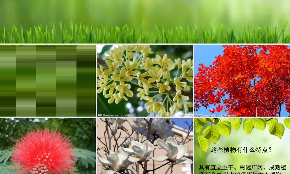 苏教小学科学三上《04校园里的植物》PPT课件(7)【加微信公众号 jiaoxuewuyou 九折优惠qq 1119139686】.ppt