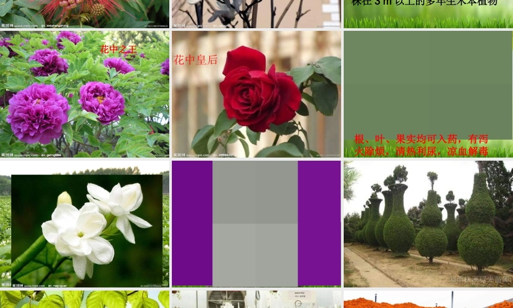 苏教小学科学三上《04校园里的植物》PPT课件(7)【加微信公众号 jiaoxuewuyou 九折优惠qq 1119139686】.ppt