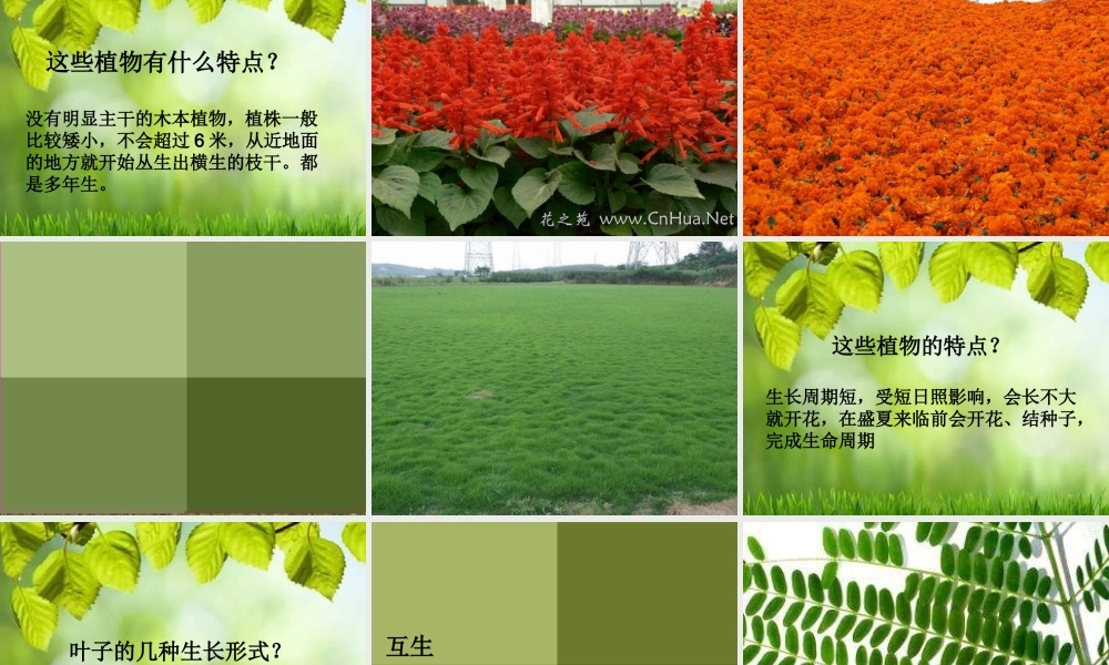 苏教小学科学三上《04校园里的植物》PPT课件(7)【加微信公众号 jiaoxuewuyou 九折优惠qq 1119139686】.ppt