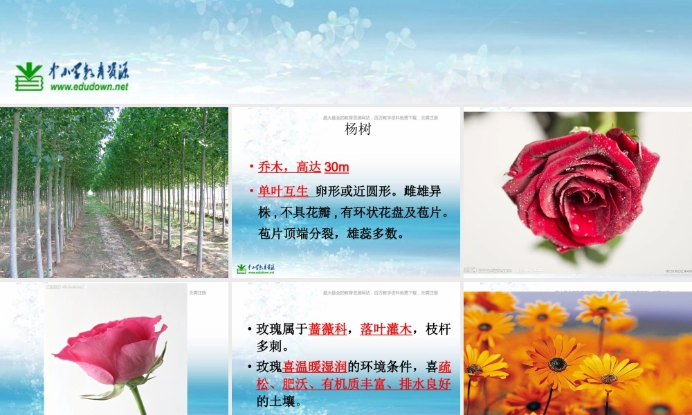 苏教小学科学三上《04校园里的植物》PPT课件(17)【加微信公众号 jiaoxuewuyou 九折优惠qq 1119139686】.ppt