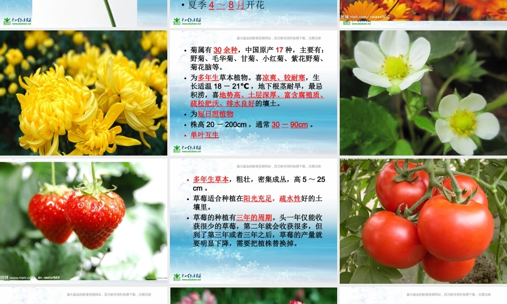 苏教小学科学三上《04校园里的植物》PPT课件(17)【加微信公众号 jiaoxuewuyou 九折优惠qq 1119139686】.ppt