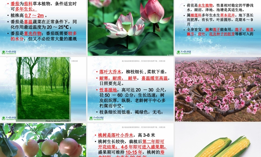 苏教小学科学三上《04校园里的植物》PPT课件(17)【加微信公众号 jiaoxuewuyou 九折优惠qq 1119139686】.ppt