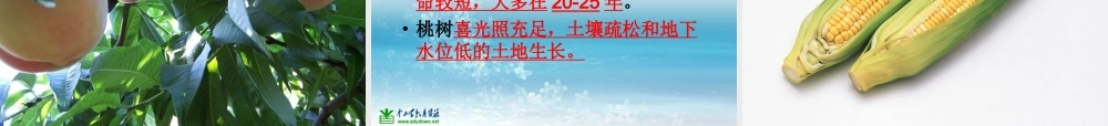 苏教小学科学三上《04校园里的植物》PPT课件(17)【加微信公众号 jiaoxuewuyou 九折优惠qq 1119139686】.ppt